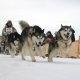 В ХМАО и ЯНАО 25-26 января пройдут гонки на собаках
