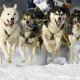 Собачий ездовой спорт в России