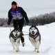 Лыжи с собаками